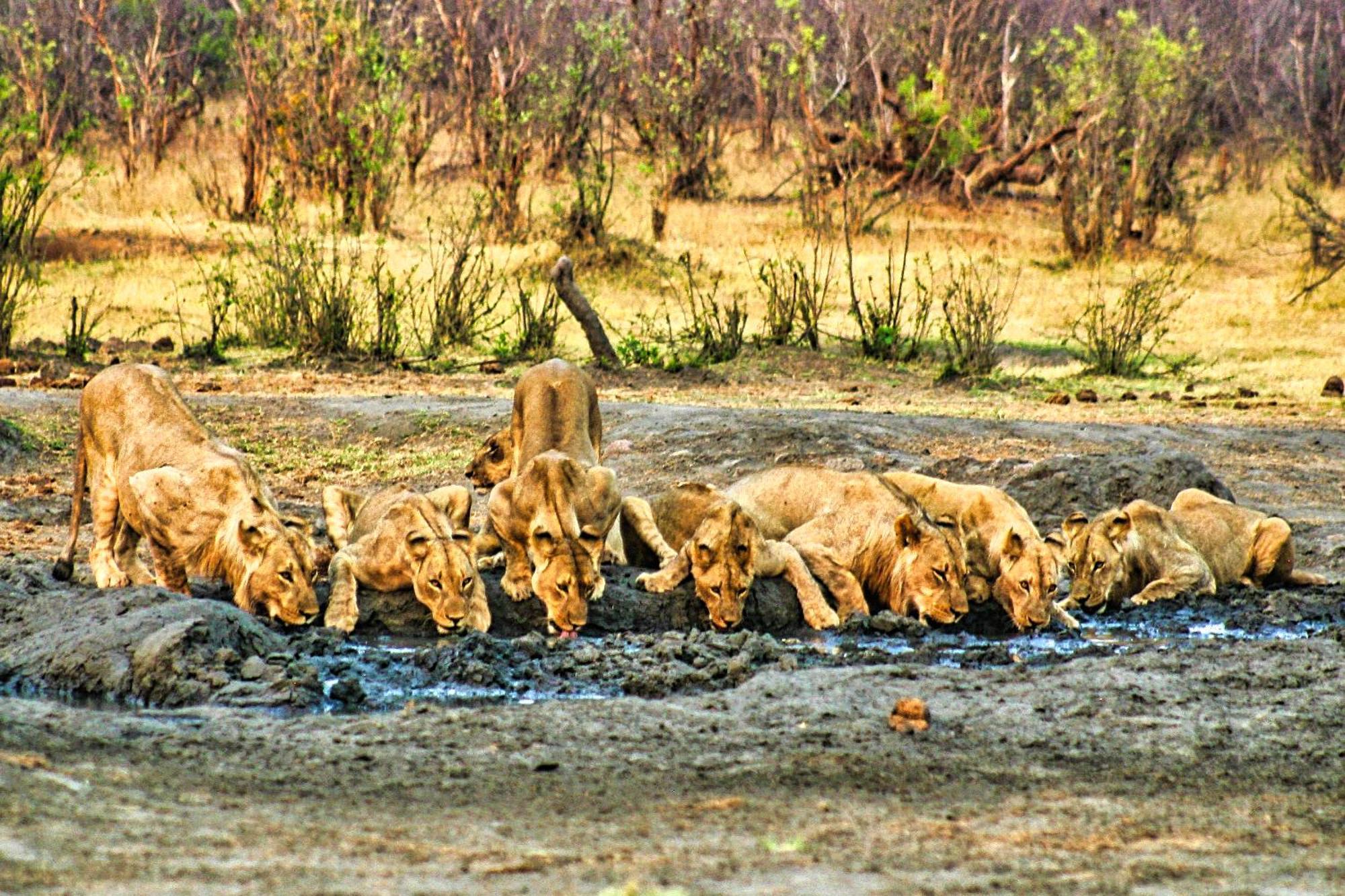 Room In Villa - Zambezi Family Lodge - Elephant Room Victoria Falls Eksteriør bilde